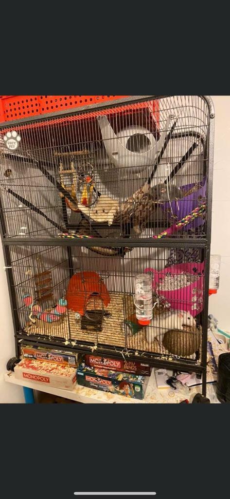 cosy pet rat cage